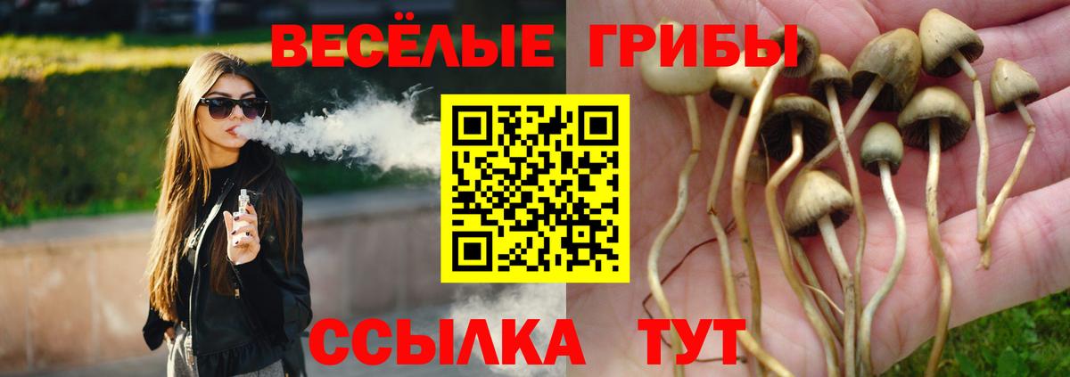Псилоцибиновые грибы Psilocybe  Вход с VPN  Гусев 
